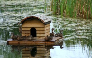 Ducklings on Duckhouse