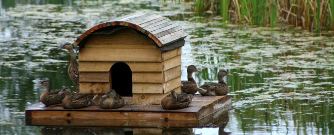 Ducklings on Duckhouse