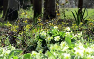 Primroses at Borleymere