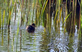first duckling of 2017