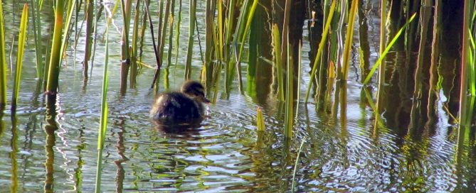 first duckling of 2017