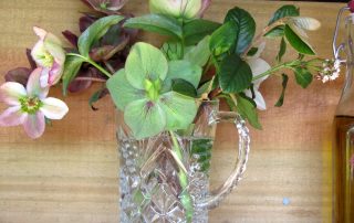 Hellebores for the Shepherd's Hut
