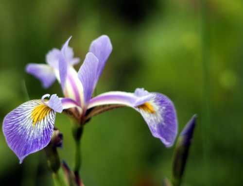 The Purple Water Iris