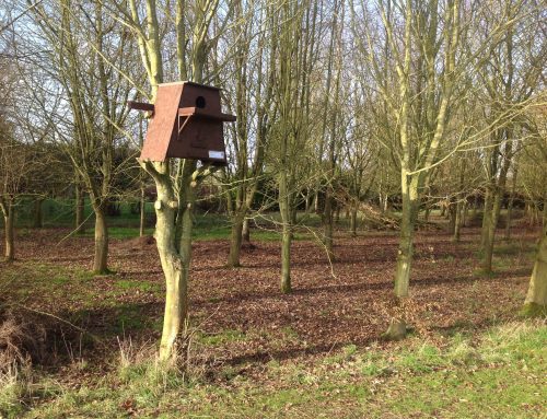 Our New Owl Box